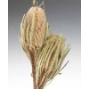 BANKSIA HOOKERANA Natural 12"-18" BULK BANKSIA HOOKERANA Natural 12"-18" BULK